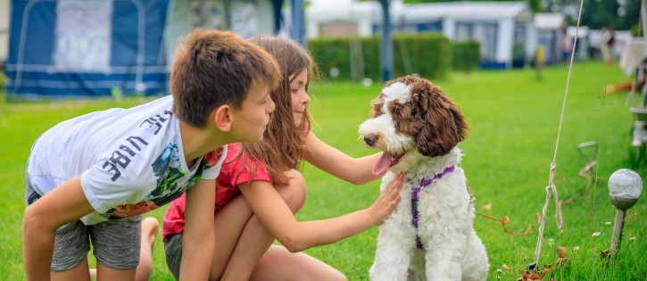 hond - kamperen - scheldeoord