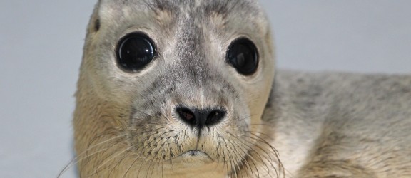 A Seal